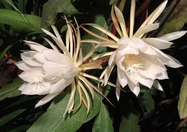 昙花夏天如何养