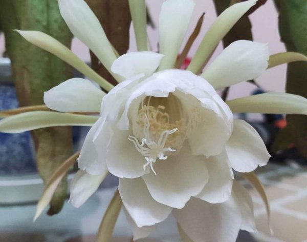 昙花夏天如何养