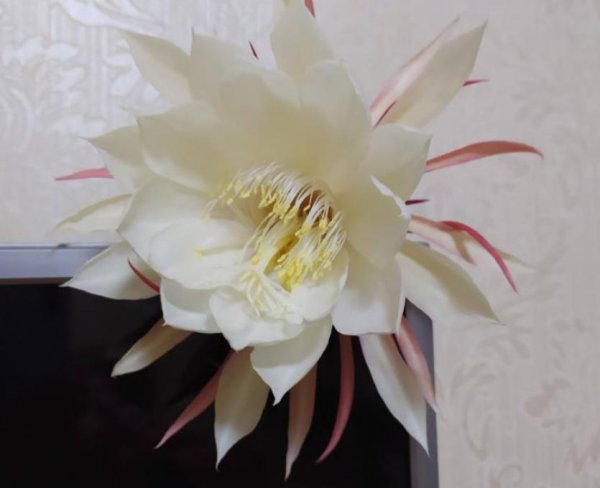 昙花夏天如何养