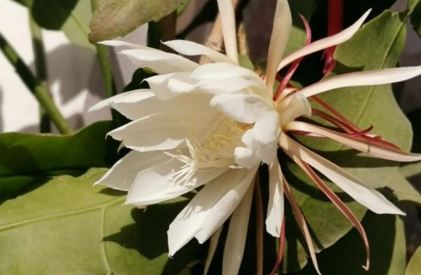昙花夏天如何养