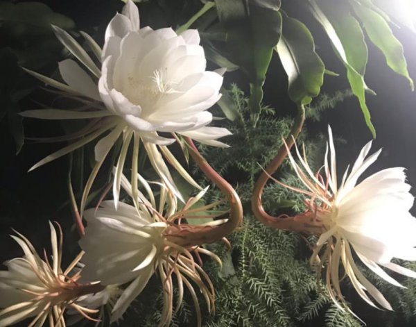 昙花夏天如何养