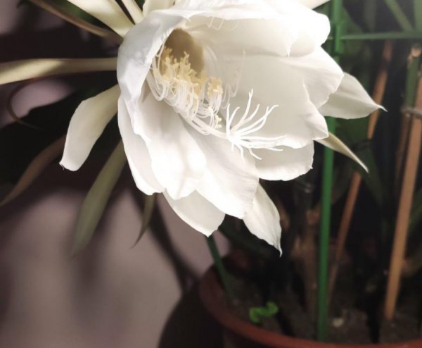 昙花夏天如何养