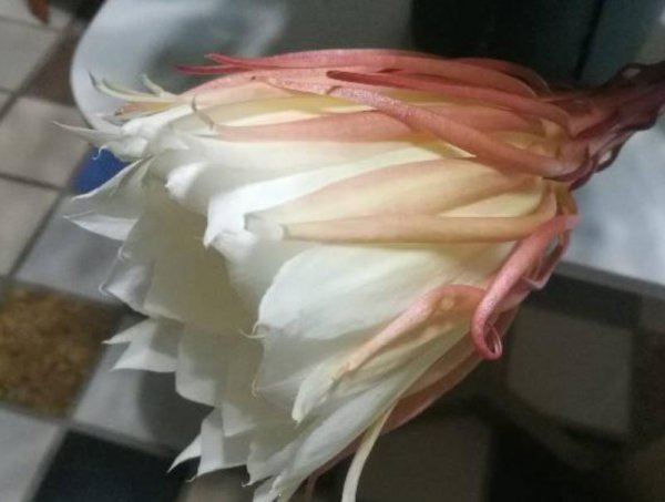 昙花夏天如何养