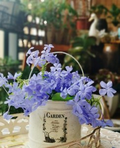好养开花漂亮的花有哪些 盘点5种好养、开花漂亮的花卉排名