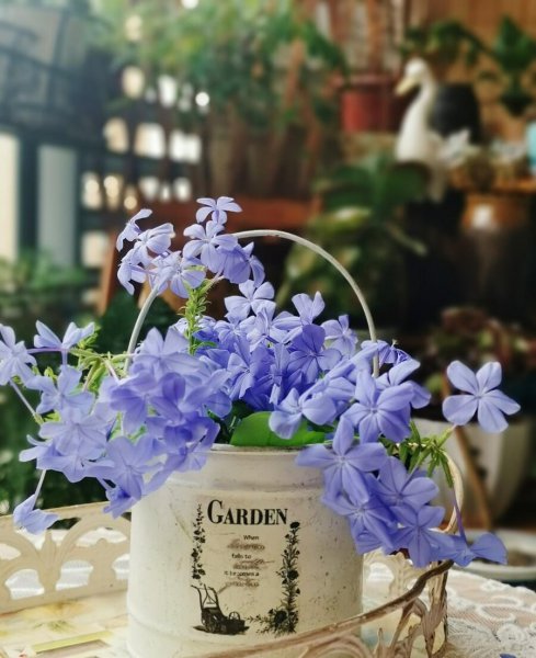 好养开花漂亮的花有哪些
