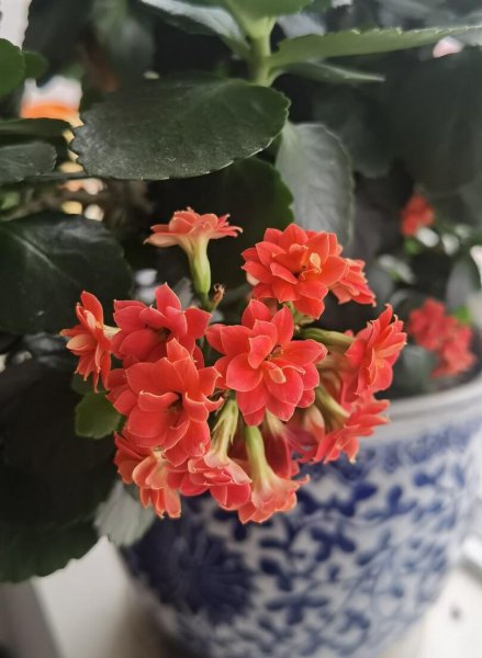 好养开花漂亮的花有哪些