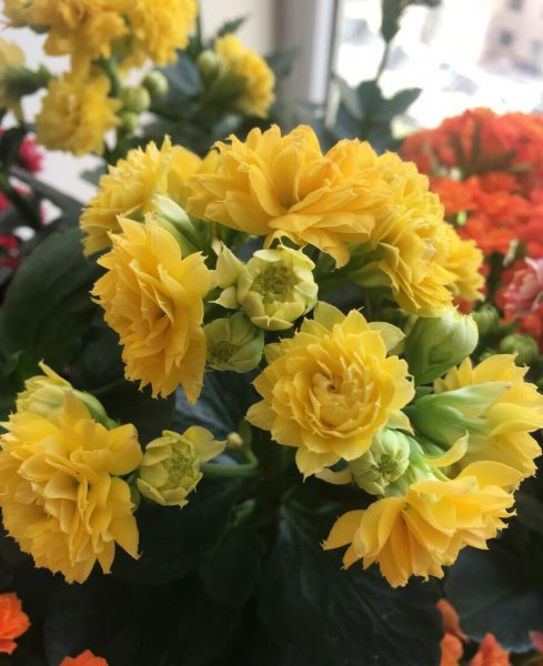 好养开花漂亮的花有哪些