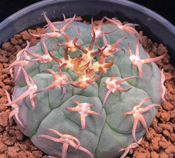 仙人球球体炸裂了怎么办