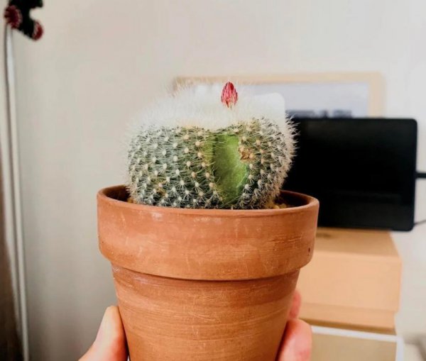 仙人球球体炸裂了怎么办