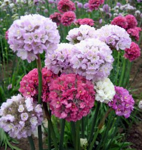 石竹花有哪些品种 石竹花5大优良品种推荐