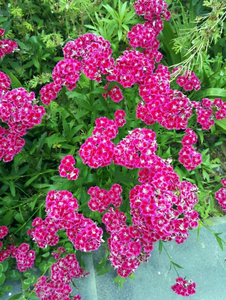 石竹花有哪些品种