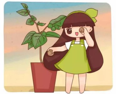 松果盆栽怎么养 详解松果室内盆栽种植方法