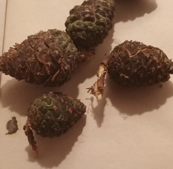松果盆栽怎么养