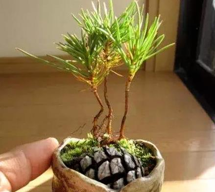 松果盆栽怎么养