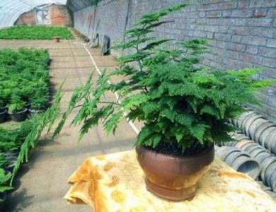 矮文竹和文竹怎么区别哪个好养 矮文竹和文竹的区别与养护