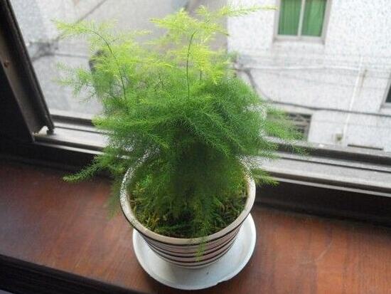 矮文竹和文竹怎么区别哪个好养