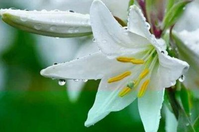 盆栽百合花怎么浇水 百合花浇水技巧