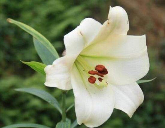 盆栽百合花怎么浇水
