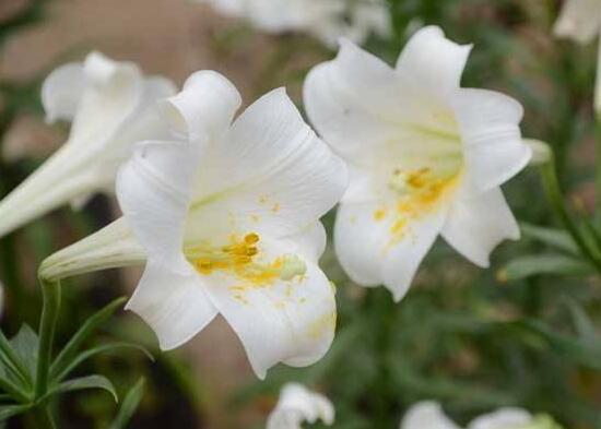 盆栽百合花怎么浇水