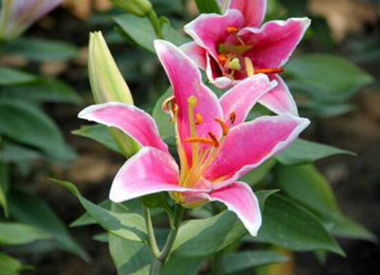盆栽百合花怎么浇水