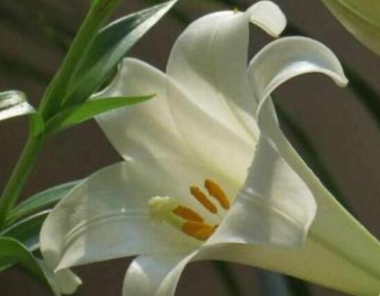 盆栽百合花怎么浇水