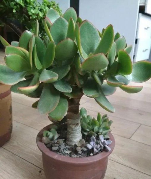 养玉树用大盆还是小盆