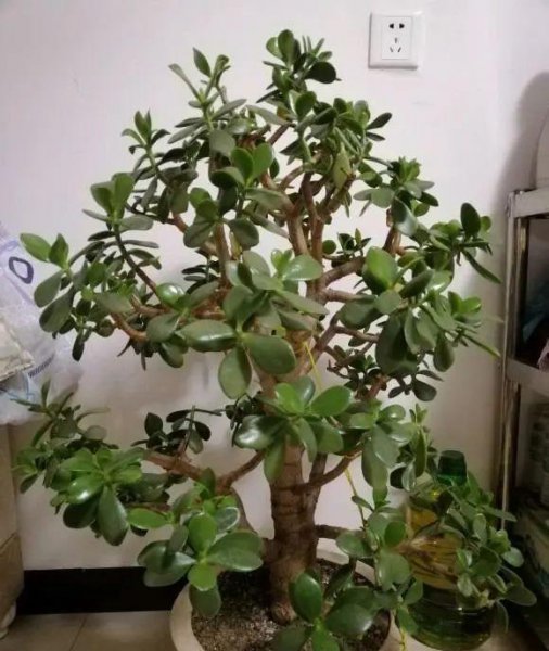 养玉树用大盆还是小盆