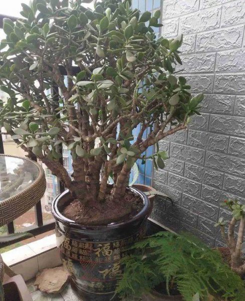 养玉树用大盆还是小盆