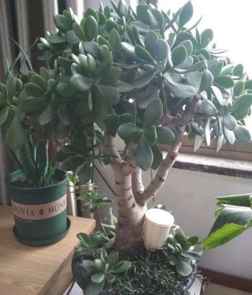 养玉树用大盆还是小盆