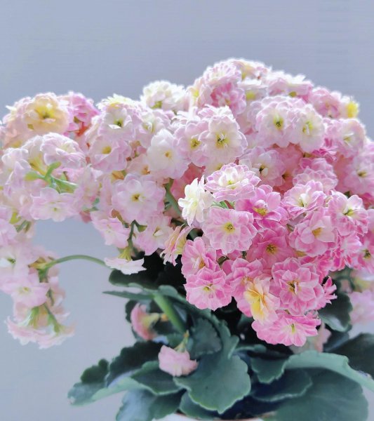 长寿花为什么现在养的人少了