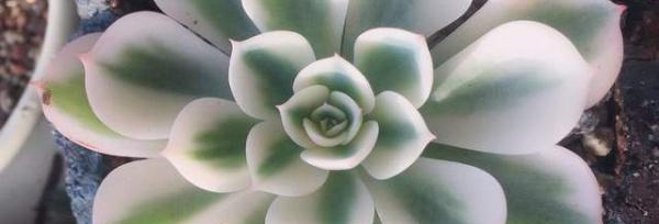 玉蝶锦怎么养