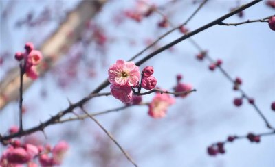 梅花高清唯美图片大全 8张精选大图
