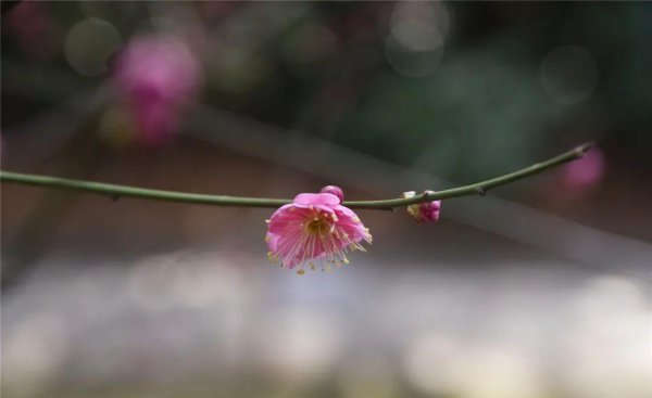 梅花高清唯美图片大全