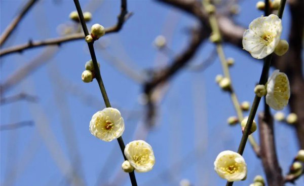 梅花高清唯美图片大全