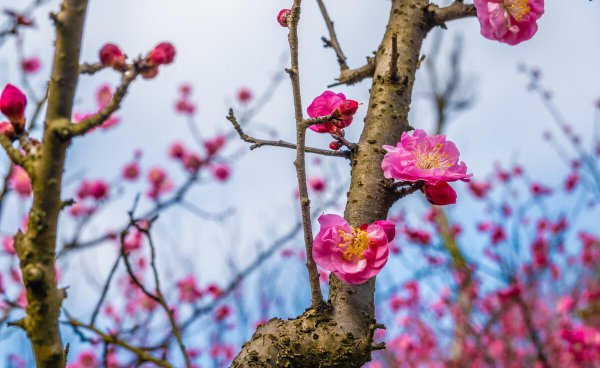 梅花高清唯美图片大全