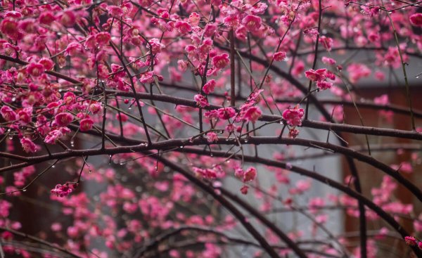 梅花高清唯美图片大全