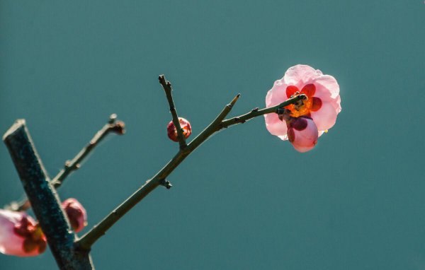 梅花高清唯美图片大全