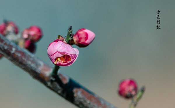 梅花高清唯美图片大全