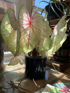 容易打理的室内盆栽植物有哪些 盘点5种简单易养的盆栽绿植