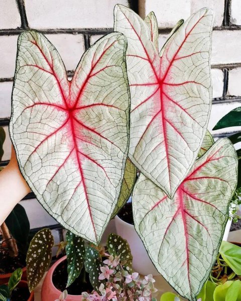 容易打理的室内盆栽植物有哪些