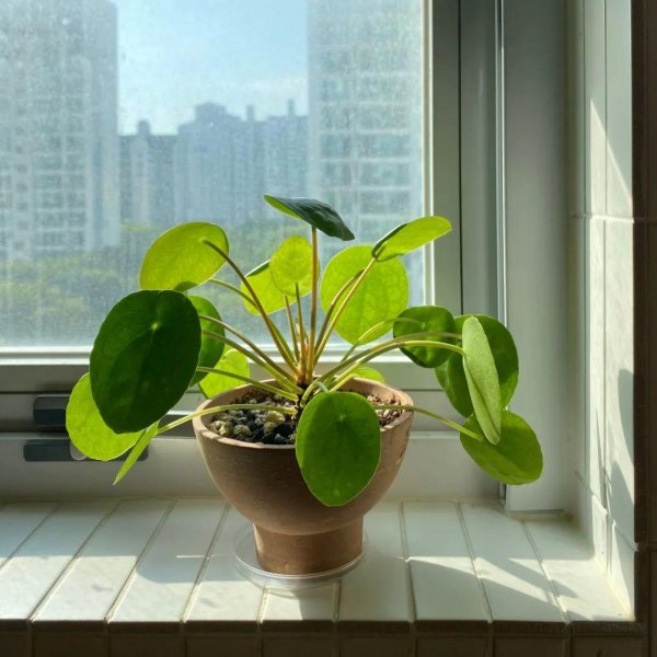 容易打理的室内盆栽植物有哪些