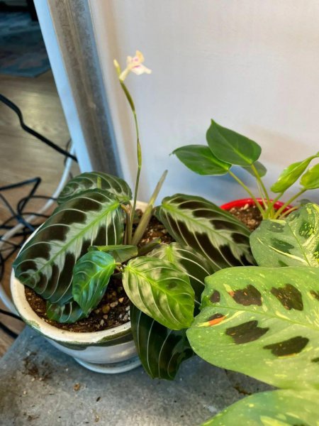 容易打理的室内盆栽植物有哪些