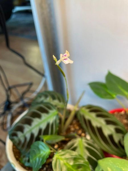 容易打理的室内盆栽植物有哪些