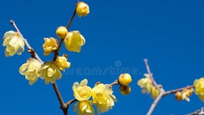 落叶盆景有哪些 盘点6种常见的落叶盆景大全