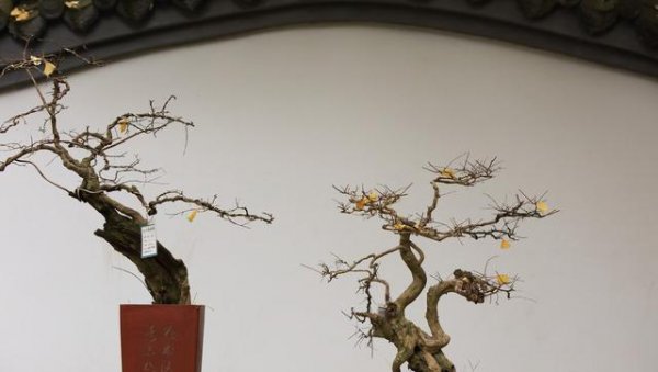 落叶盆景有哪些