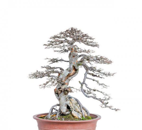 落叶盆景有哪些