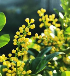 盆栽米兰花的养殖方法和注意事项 含高清图片欣赏