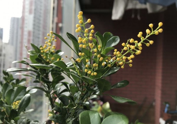 盆栽米兰花的养殖方法和注意事项
