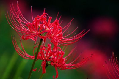 彼岸花有毒吗？可以家养吗 误食彼岸花怎么办