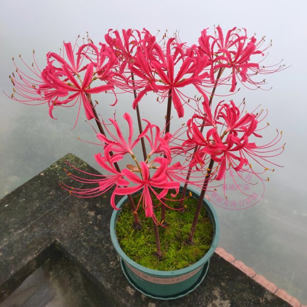 彼岸花有毒吗？可以家养吗